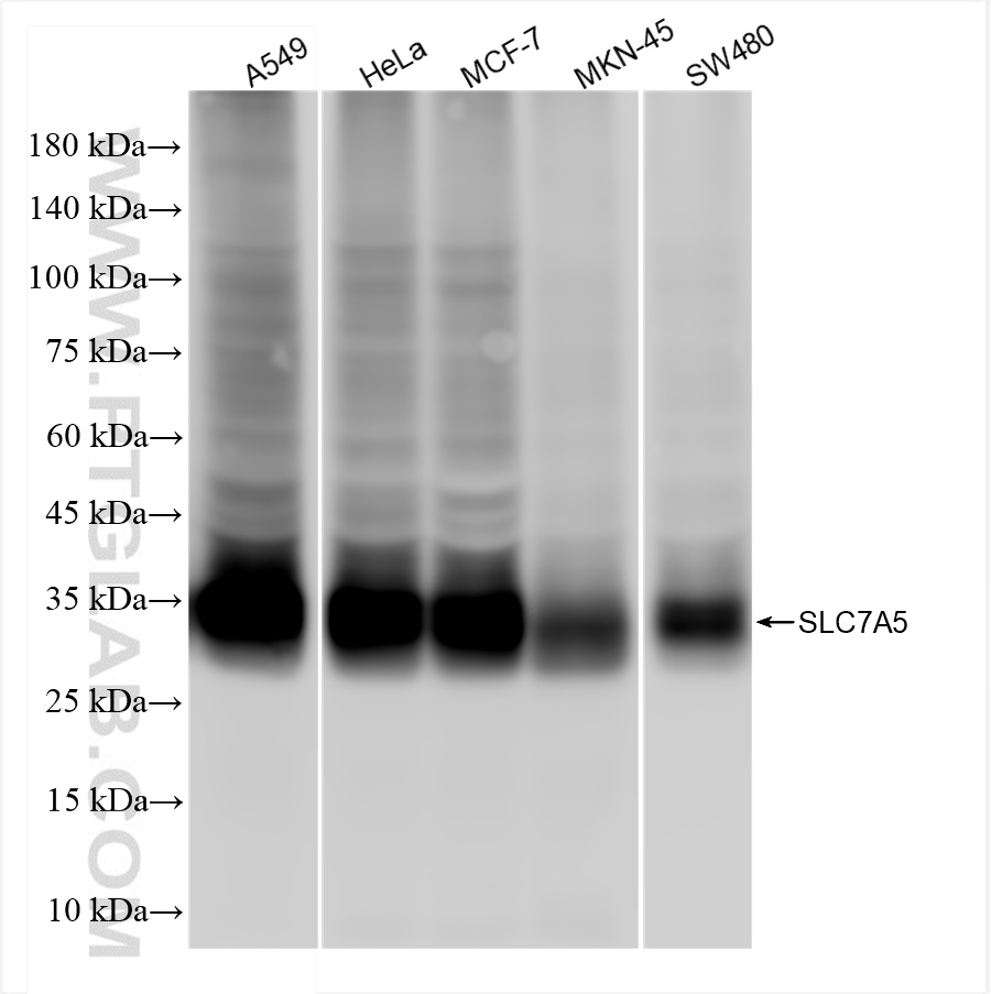 WB analysis of A549 using 84178-5-RR (same clone as 84178-5-PBS)