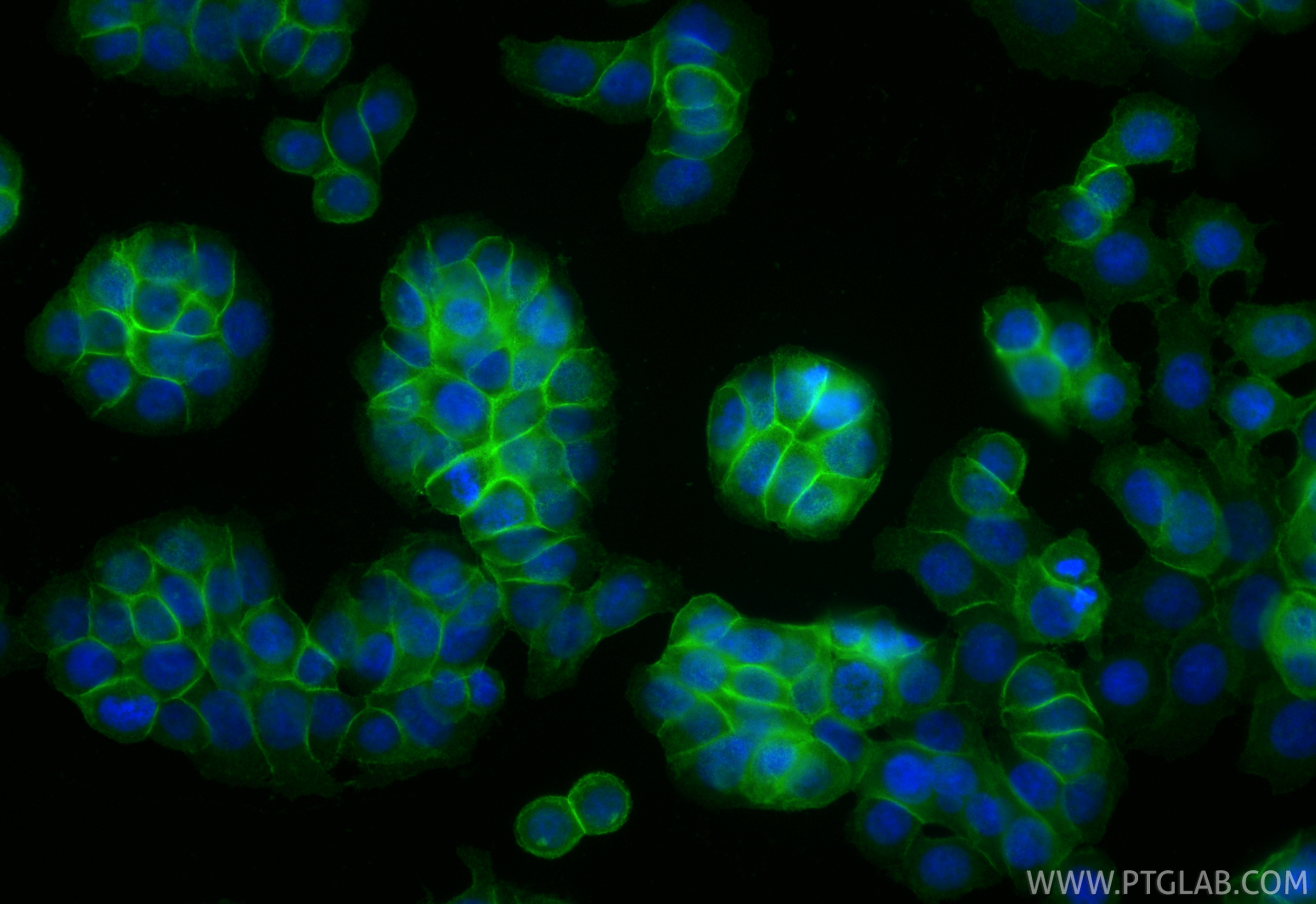 Immunofluorescent analysis of (4% PFA) fixed HT-29 cells using CoraLite® Plus 488 SLC7A5 antibody (CL488-84178-5, Clone: 241476D5 ) at dilution of 1:200. IF Staining of HT-29 using CL488-84178-5