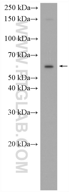 WB analysis of NIH/3T3 using 13823-1-AP