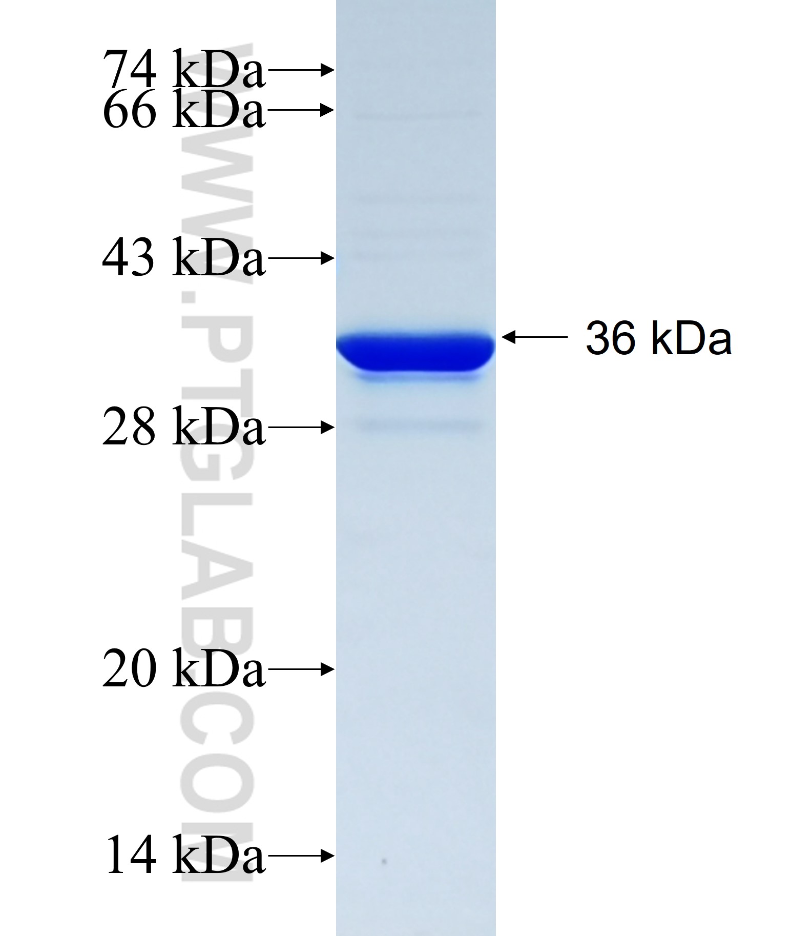 SLC7A6OS fusion protein Ag34419 SDS-PAGE