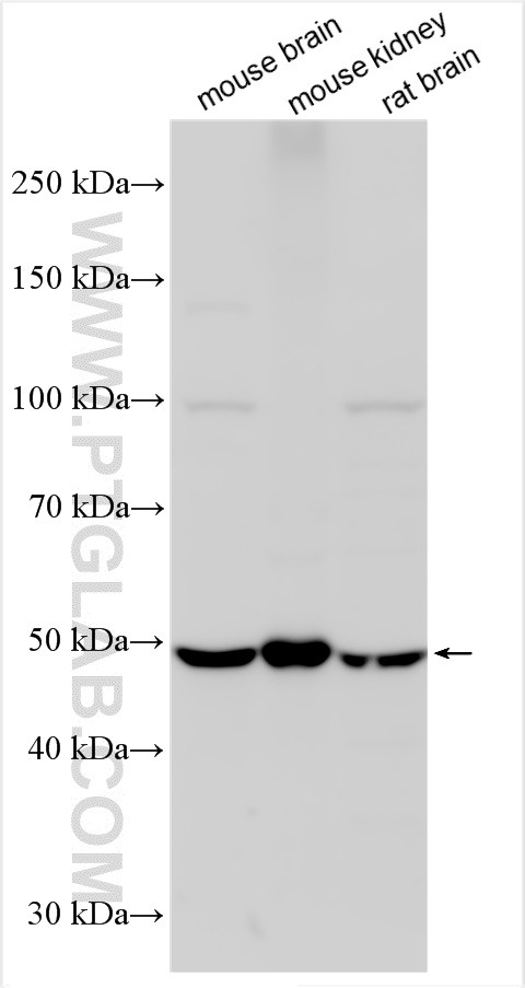WB analysis using 26403-1-AP
