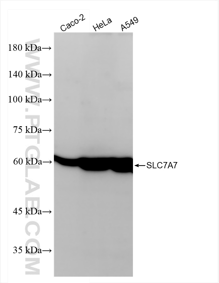 WB analysis using 84743-1-RR