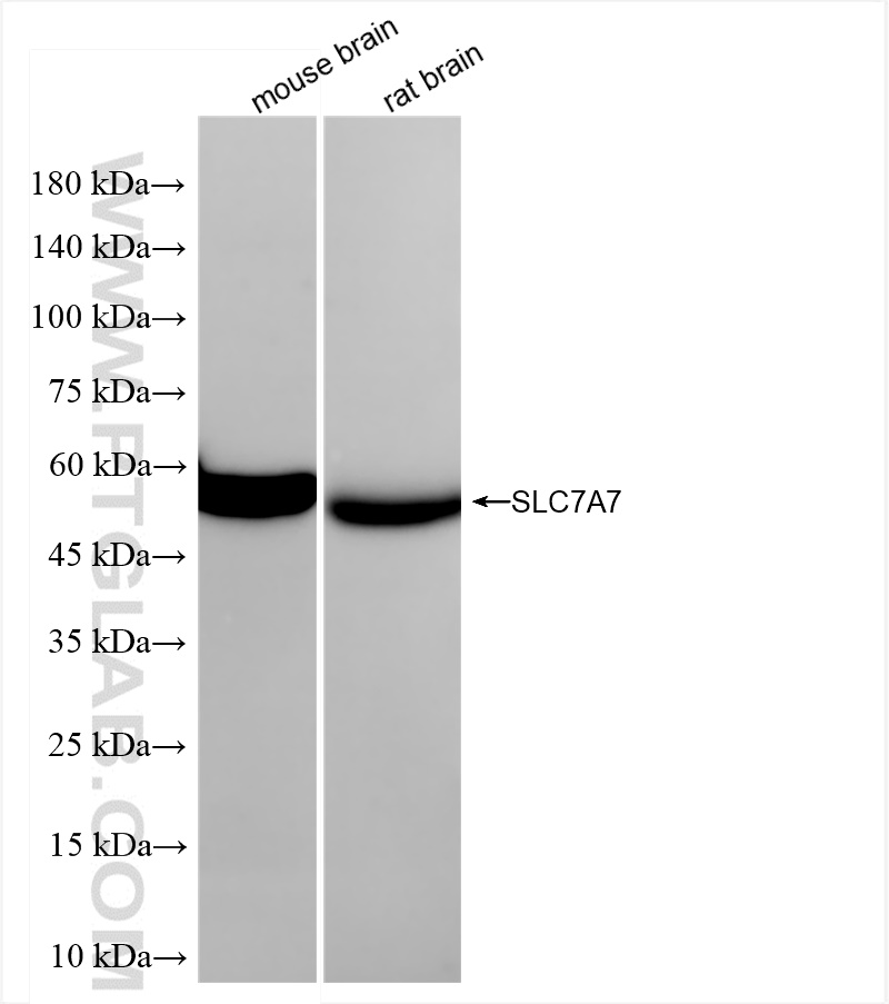 WB analysis using 84743-1-RR