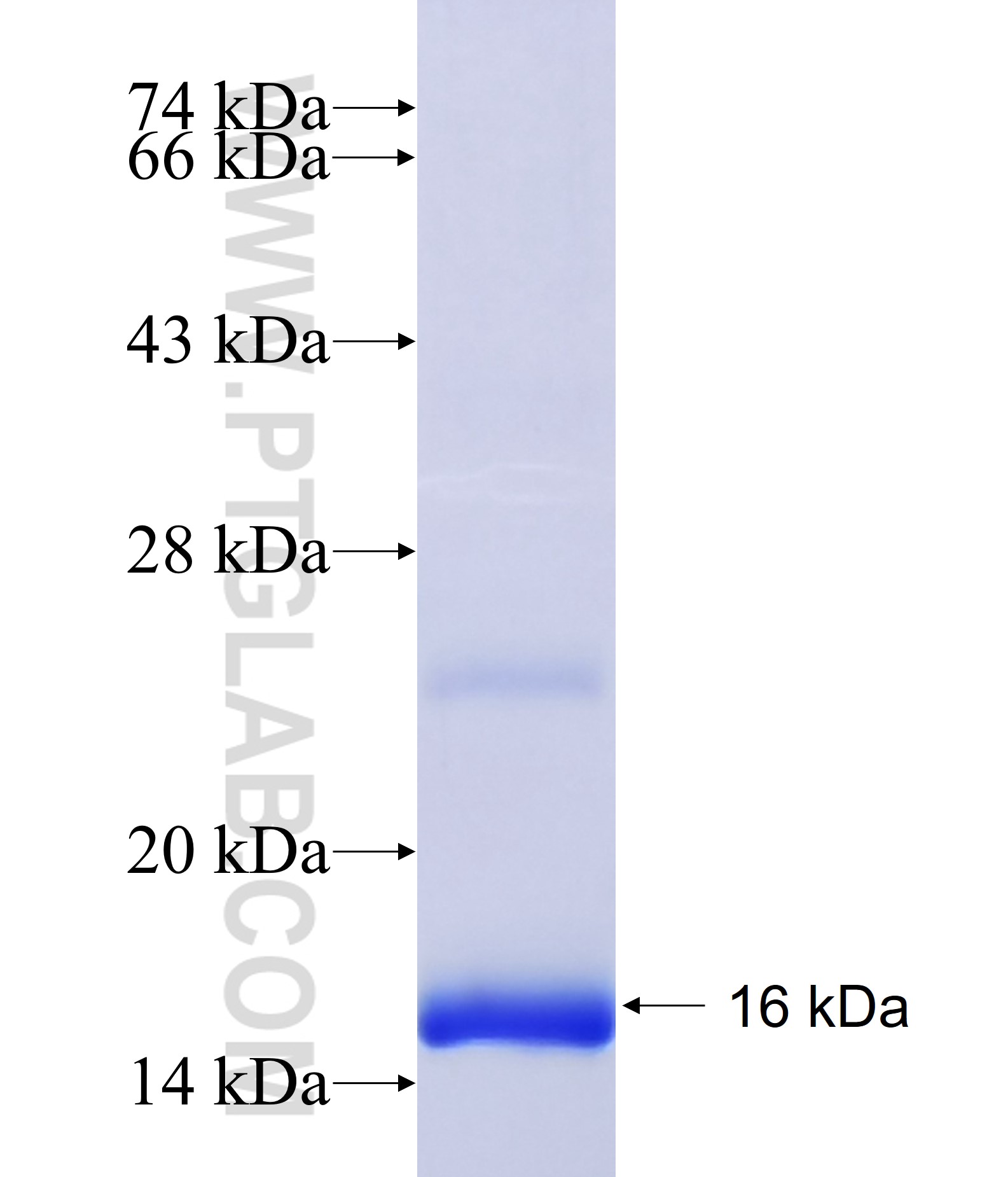 SLC7A7 fusion protein Ag23872 SDS-PAGE