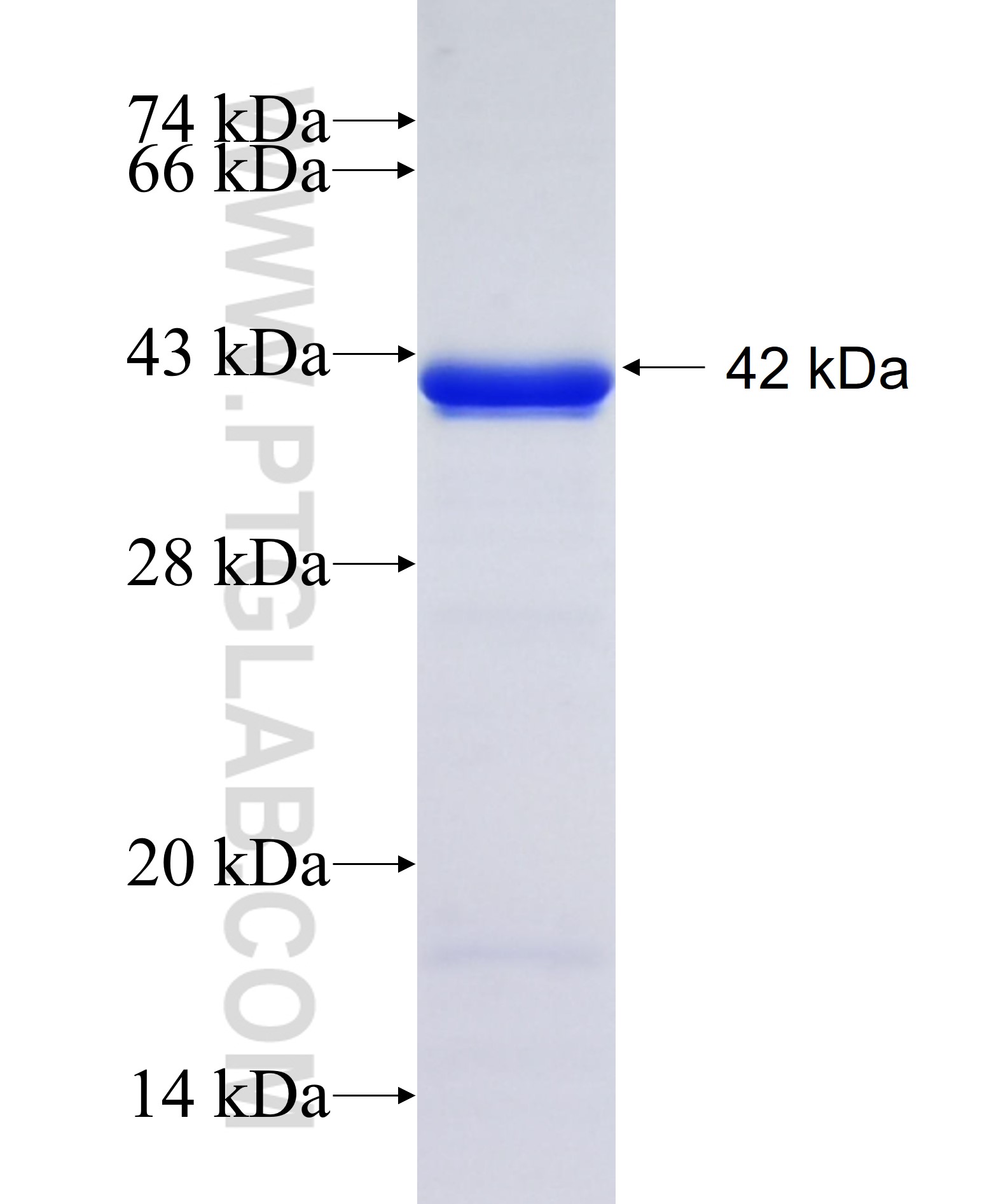 SLC9A10 fusion protein Ag12245 SDS-PAGE