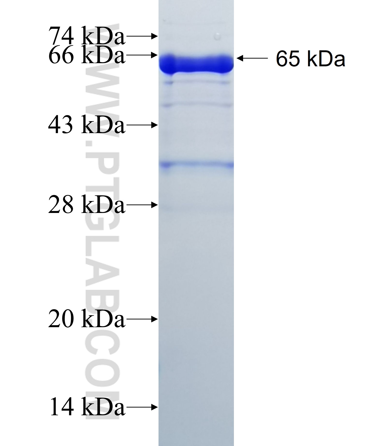 SLC9A3R2 fusion protein Ag13476 SDS-PAGE