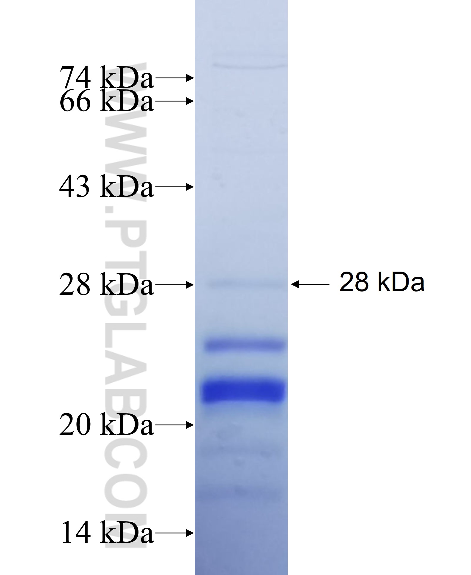 SLC9A5 fusion protein Ag27433 SDS-PAGE