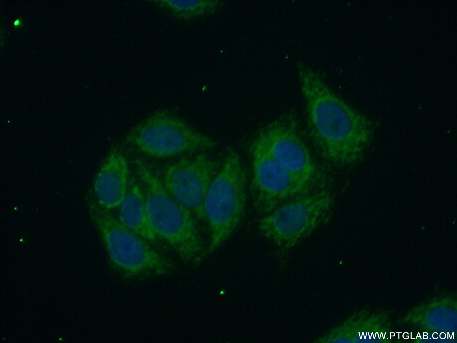 IF Staining of HepG2 using 13718-1-AP