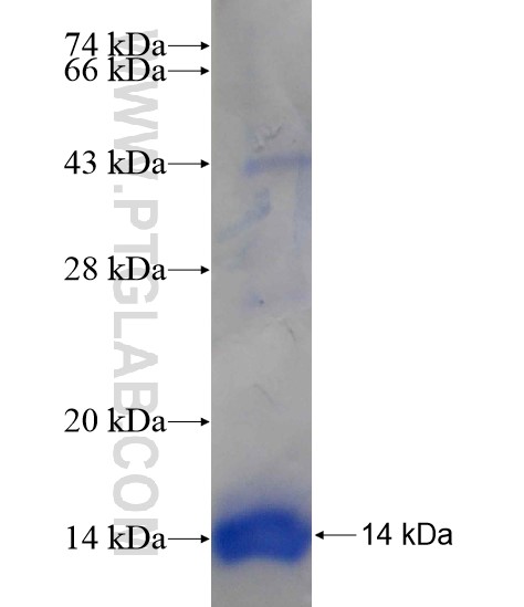 SLCO1B3 fusion protein Ag19033 SDS-PAGE