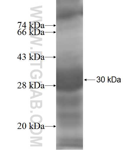 PGT fusion protein Ag5900 SDS-PAGE PGT fusion protein Ag5900 SDS-PAGE
