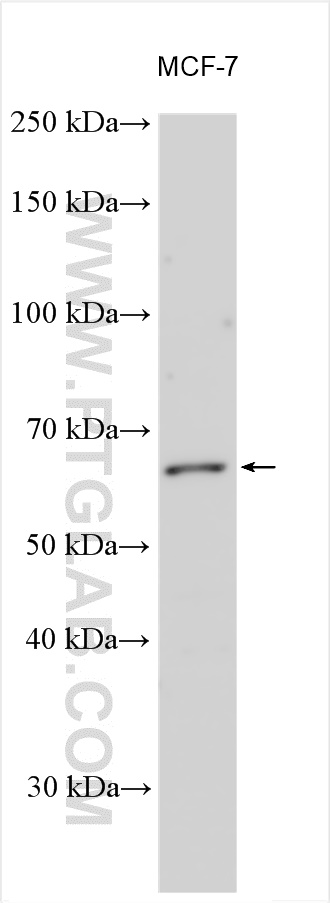 WB analysis using 55180-1-AP