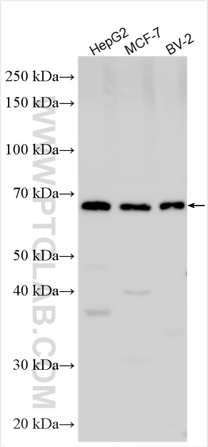 WB analysis using 55180-1-AP