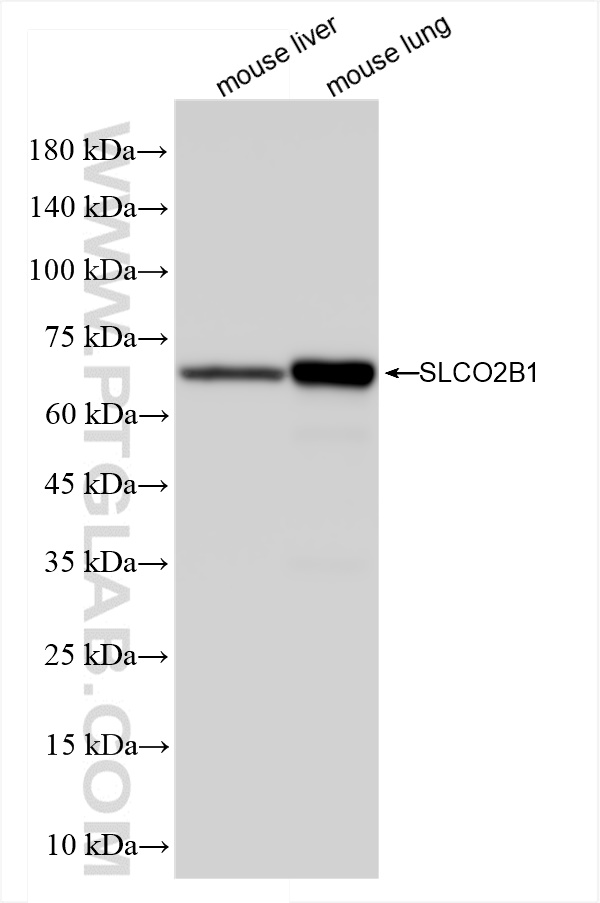 WB analysis using 84353-1-RR (same clone as 84353-1-PBS)