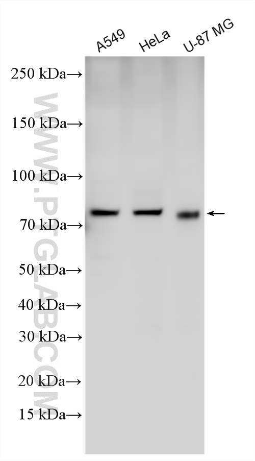 Various lysates were subjected to SDS PAGE followed by western blot with 26399-1-AP (SLCO4A1 antibody) at dilution of 1:600 incubated at room temperature for 1.5 hours. WB analysis using 26399-1-AP