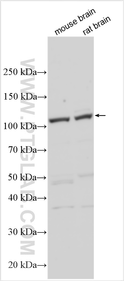 WB analysis using 25744-1-AP