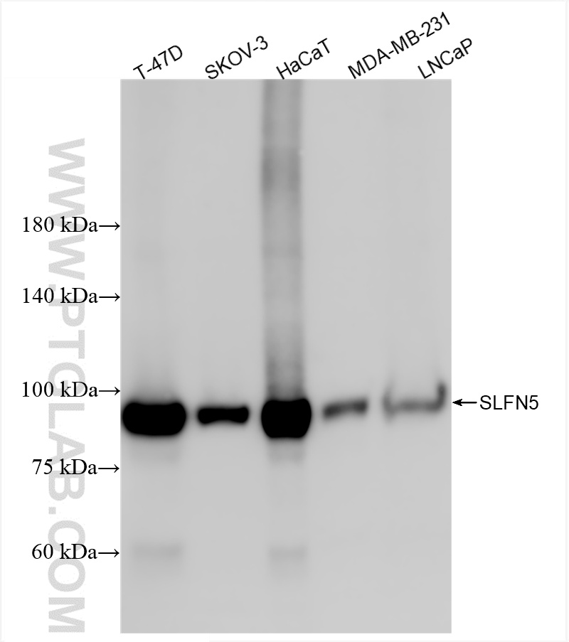 WB analysis using 86424-2-RR