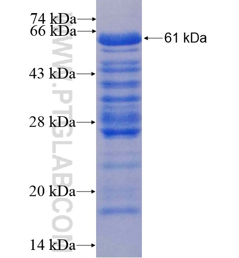 SLFNL1 fusion protein Ag10616 SDS-PAGE SLFNL1 fusion protein Ag10616 SDS-PAGE