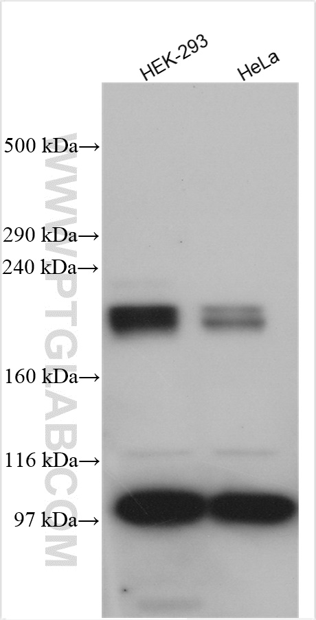 WB analysis using 28730-1-AP