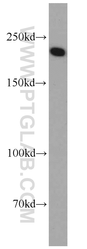 WB analysis of HEK-293 using 20217-1-AP