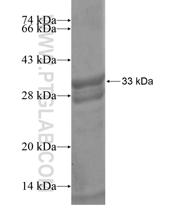 SLMO2 fusion protein Ag17830 SDS-PAGE SLMO2 fusion protein Ag17830 SDS-PAGE