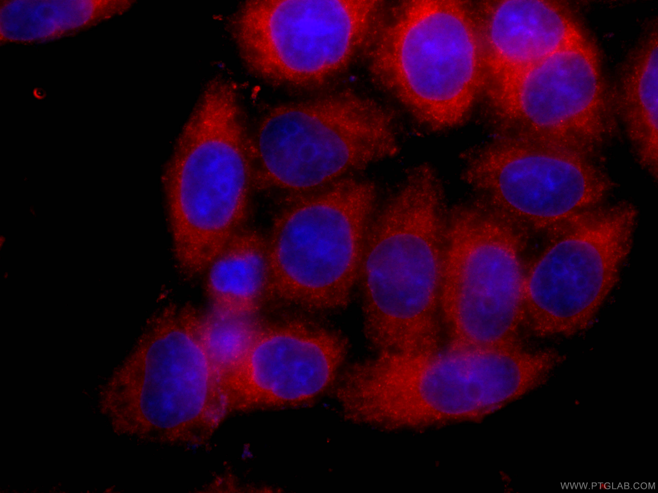 IF Staining of HeLa using CL594-66465