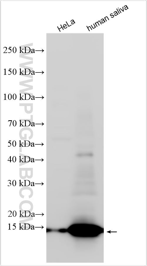 WB analysis using 32205-1-AP