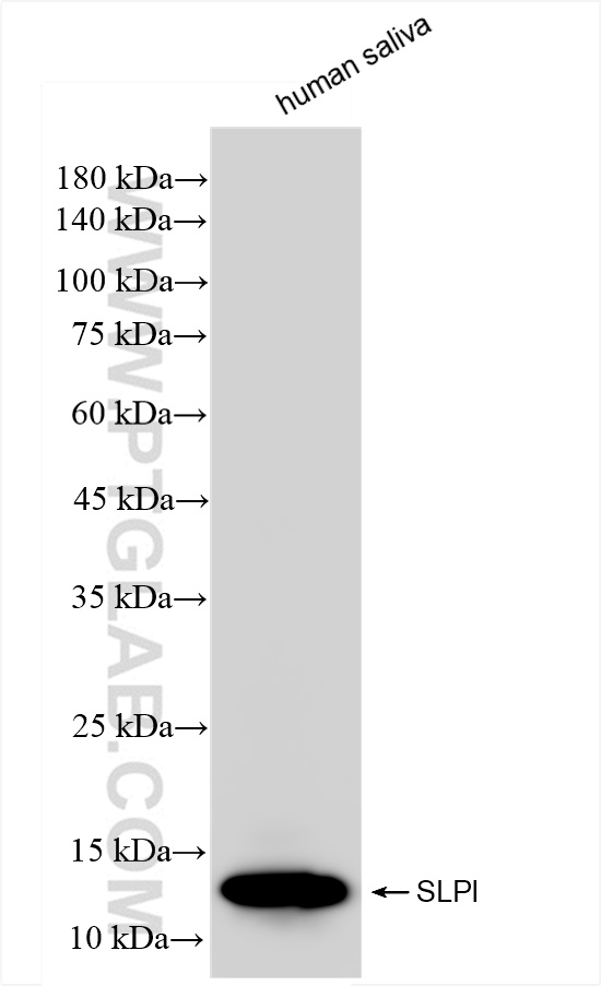 WB analysis of human saliva using 83965-4-RR (same clone as 83965-4-PBS)