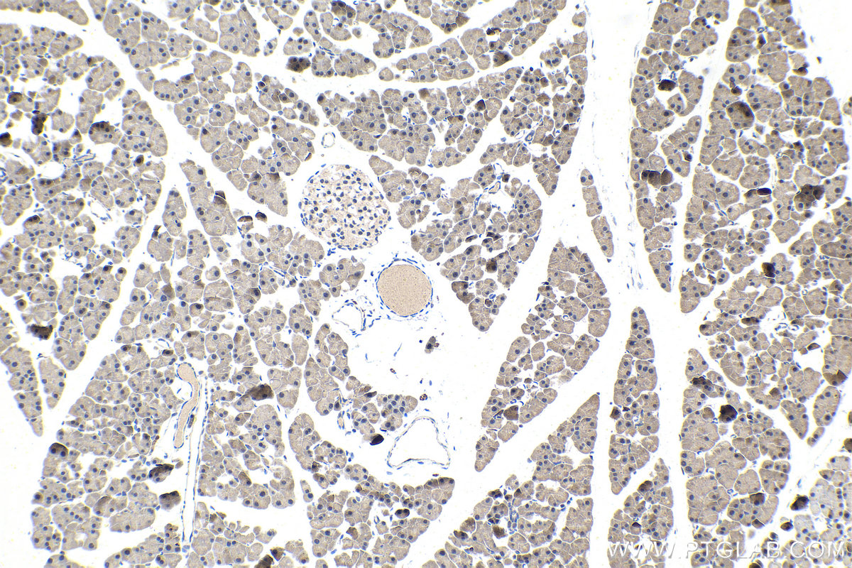 IHC staining of mouse pancreas using 12050-1-AP