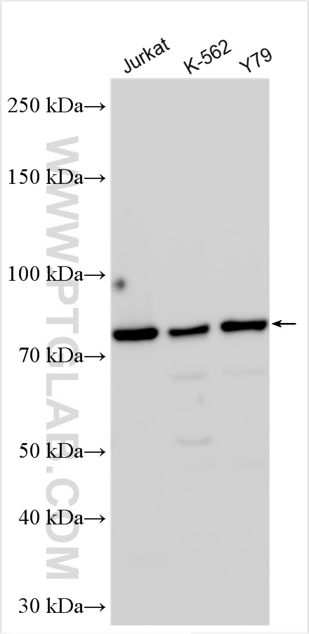 WB analysis using 12050-1-AP