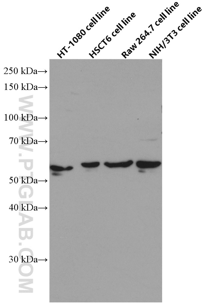 WB analysis using 66559-1-Ig