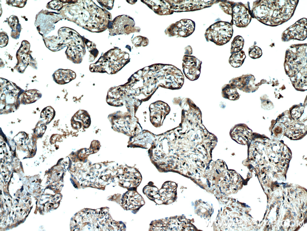 IHC staining of human placenta using 51144-1-AP