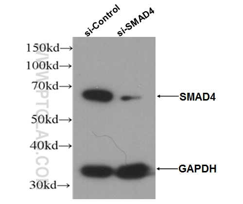 WB analysis of HepG2 cells using 51144-1-AP