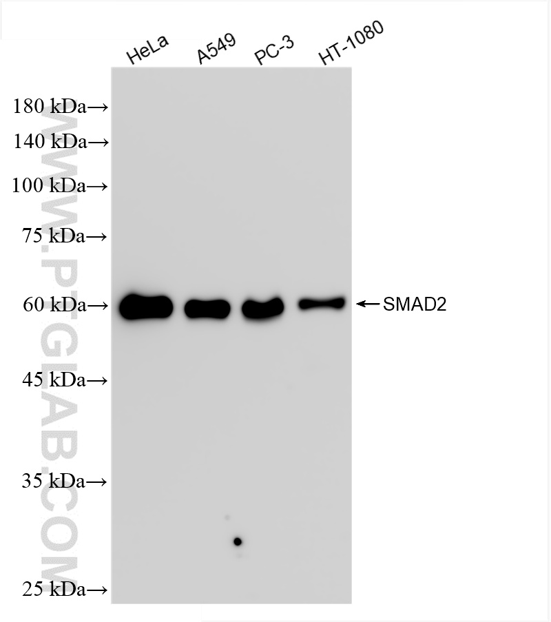 WB analysis using 83841-2-RR (same clone as 83841-2-PBS)