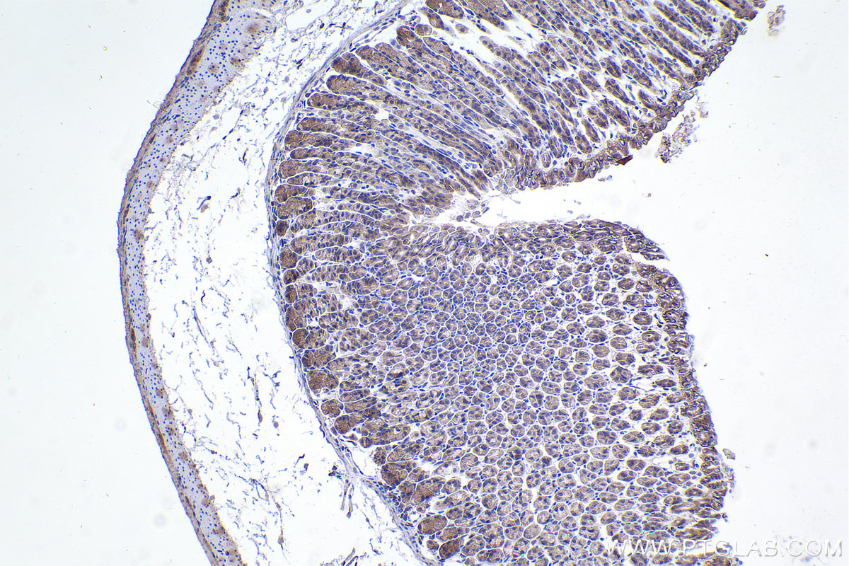 Immunohistochemical analysis of paraffin-embedded mouse stomach tissue slide using 30130-1-AP (SMAD3 antibody) at dilution of 1:1000 (under 10x lens). Heat mediated antigen retrieval with Tris-EDTA buffer (pH 9.0). IHC staining of mouse stomach using 30130-1-AP