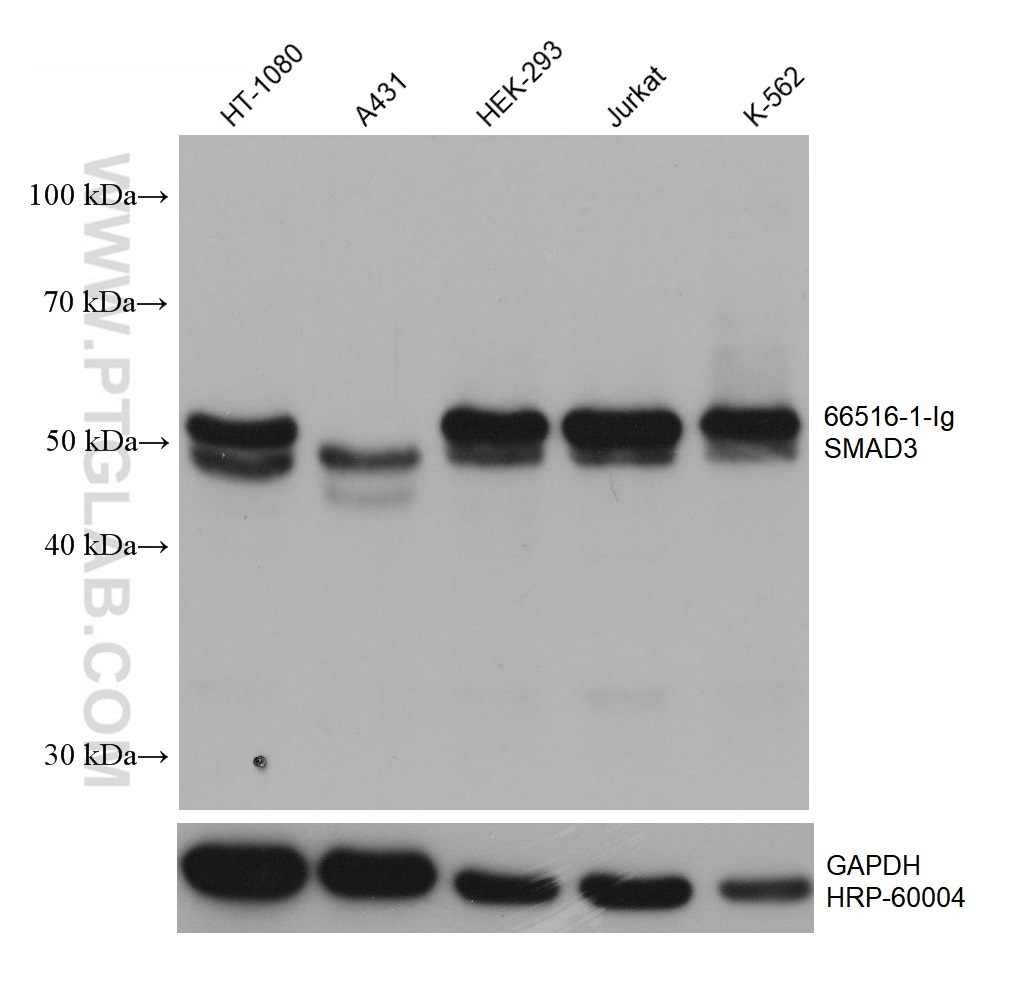 WB analysis using 66516-1-Ig