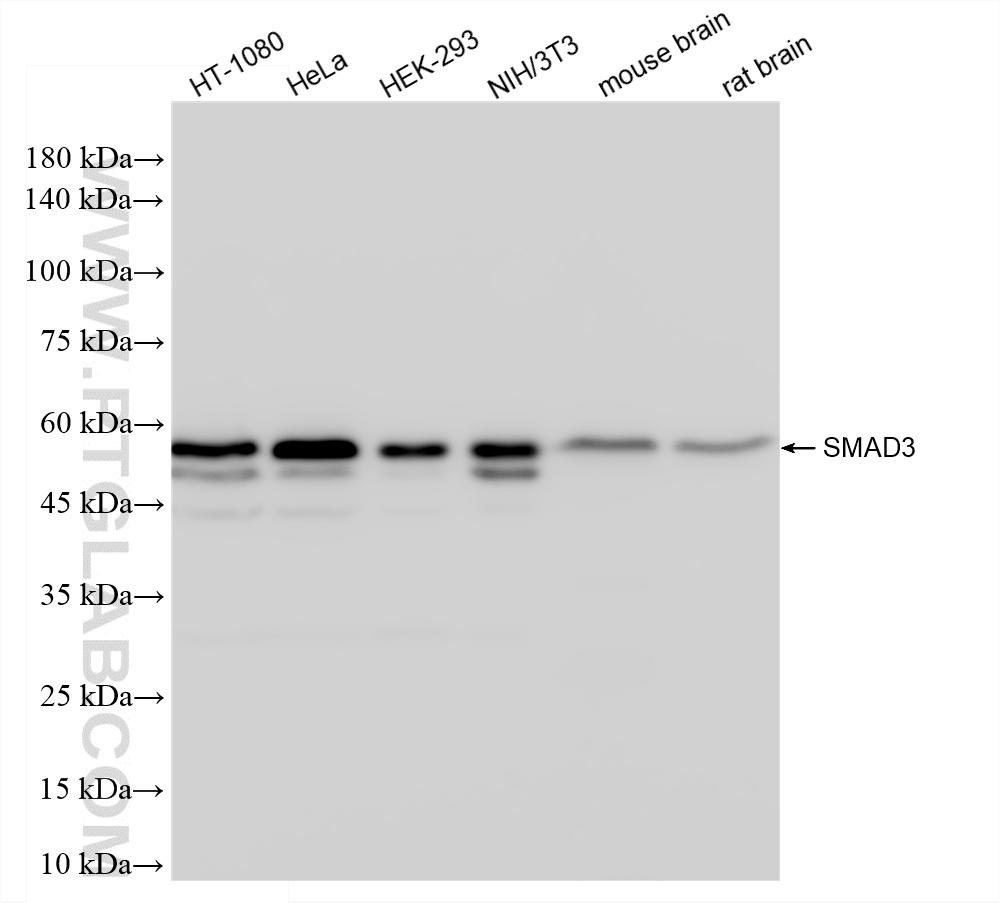 WB analysis using 87035-1-RR (same clone as 87035-1-PBS)