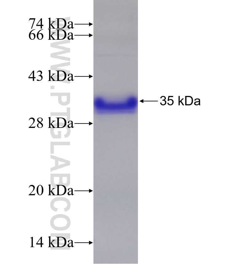 SMAD3 fusion protein Ag32595 SDS-PAGE