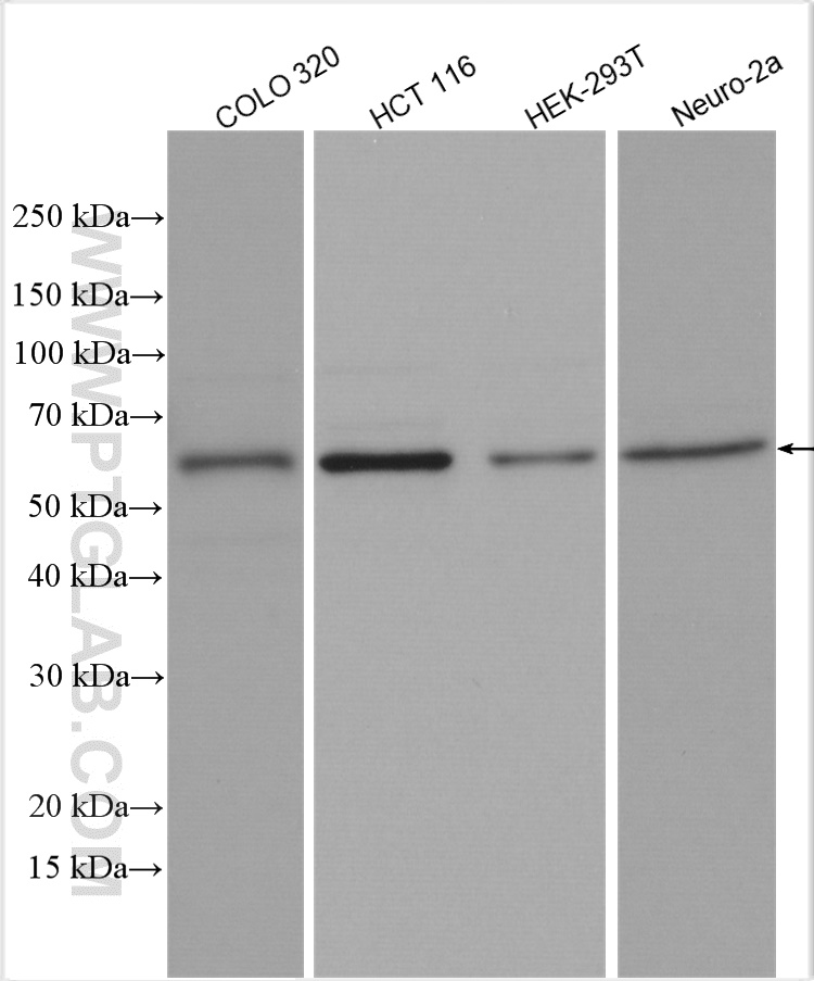 WB analysis using 10231-1-AP