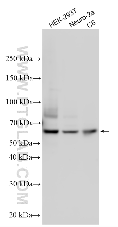 WB analysis using 10231-1-AP