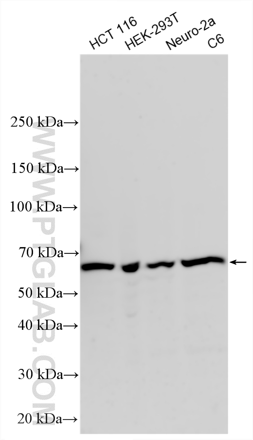 WB analysis using 10231-1-AP
