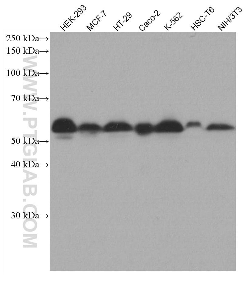 WB analysis using 67052-1-Ig