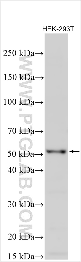 WB analysis using 18342-1-AP