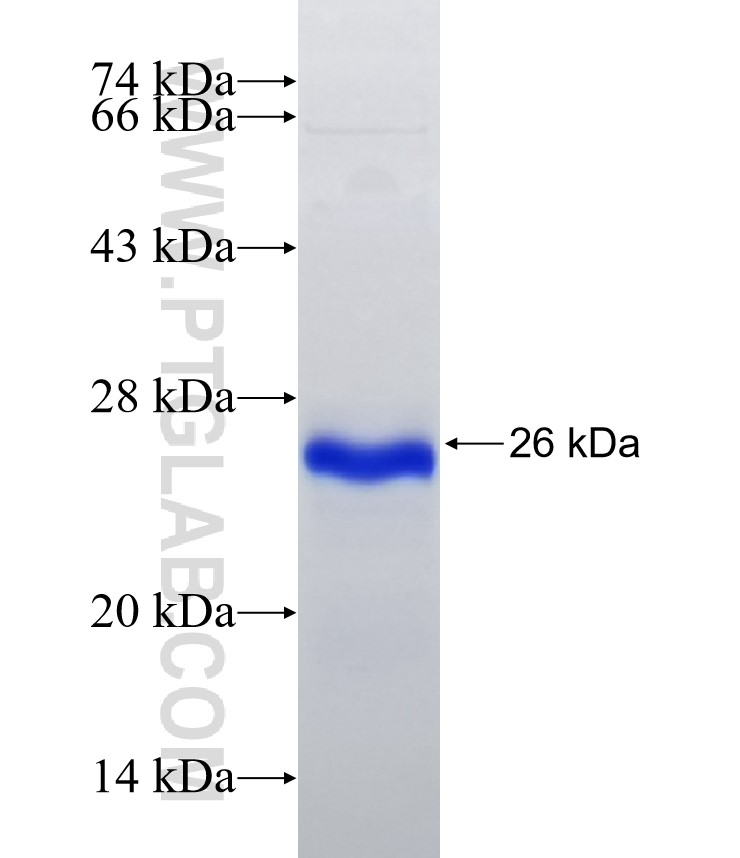 SMAD6 fusion protein Ag32920 SDS-PAGE