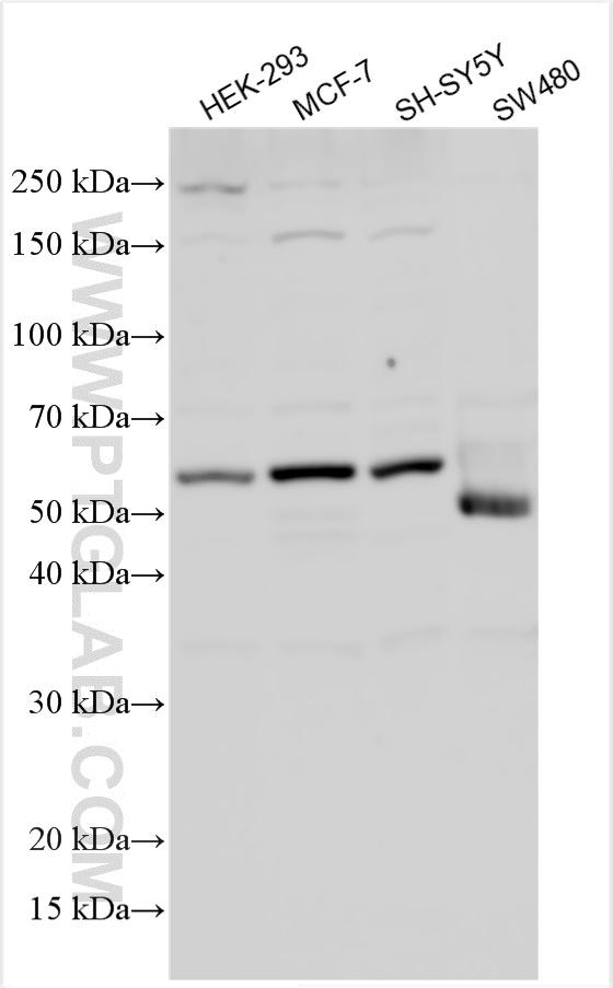 WB analysis using 25840-1-AP