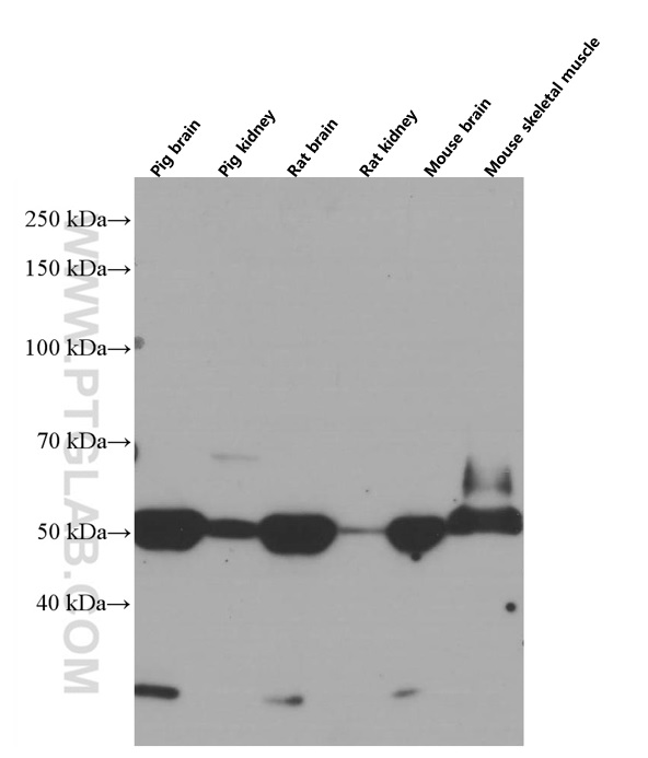 WB analysis using 66478-1-Ig