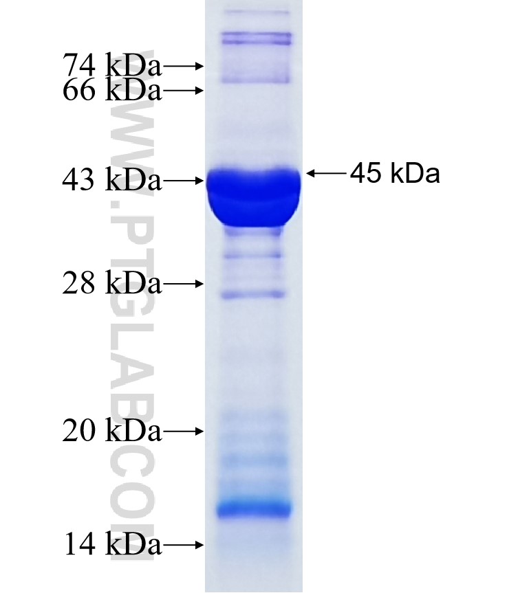 SMAP2 fusion protein Ag9813 SDS-PAGE