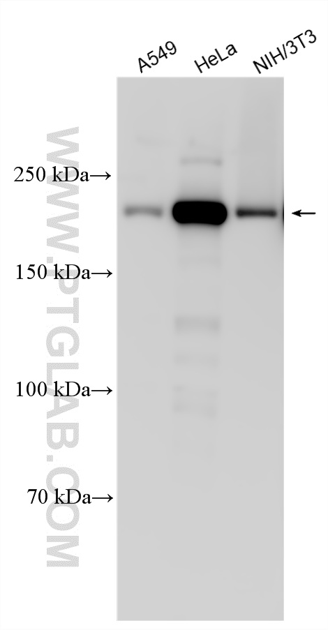 WB analysis using 26613-1-AP