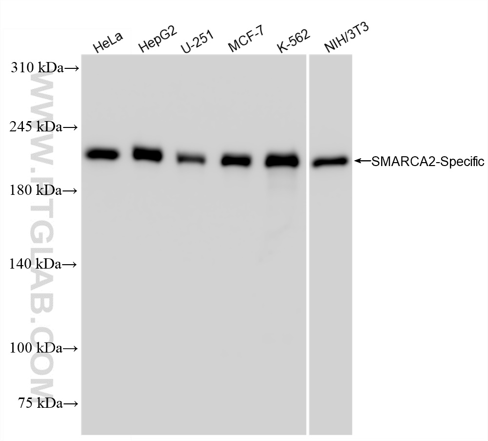 WB analysis using 85018-4-RR