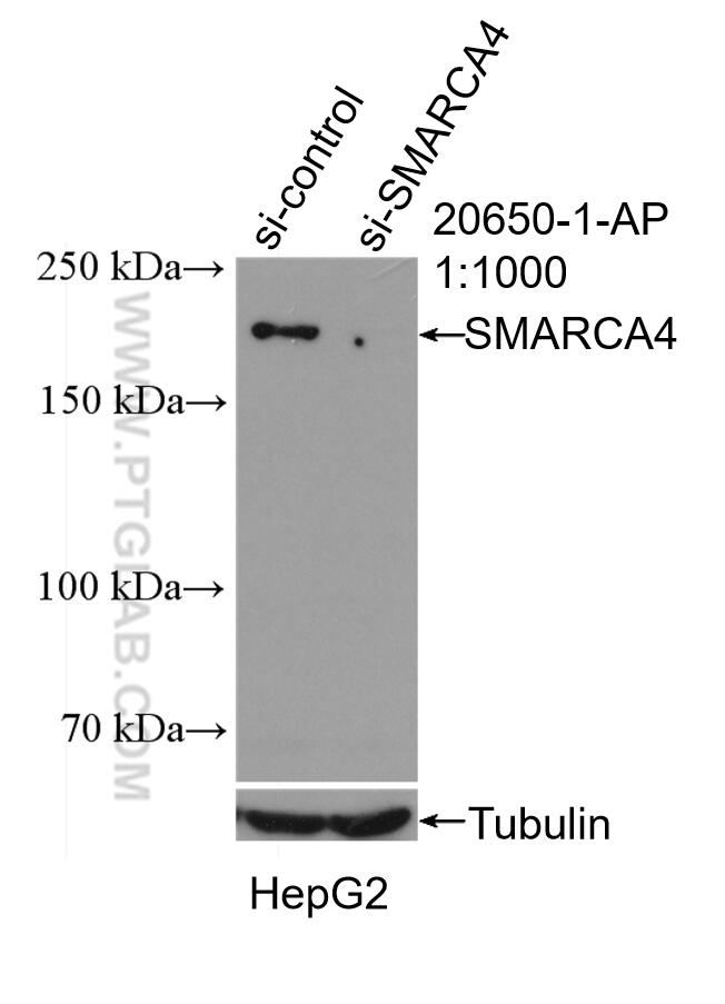 WB analysis of HepG2 using 20650-1-AP