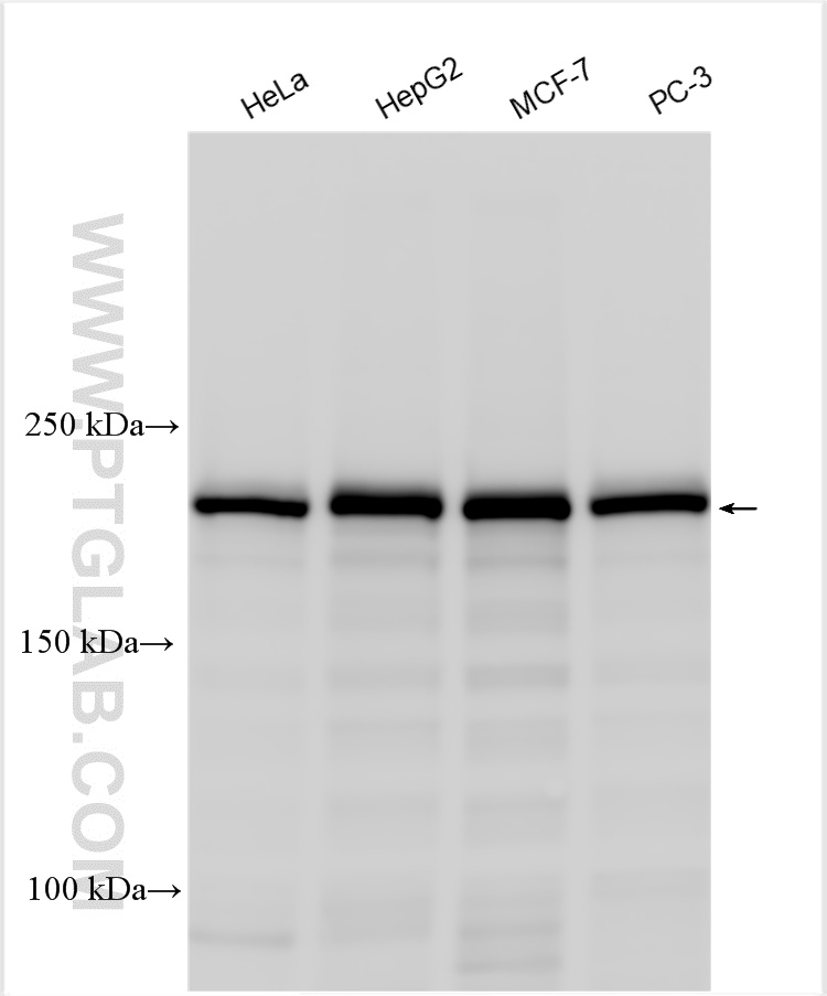 WB analysis using 21634-1-AP